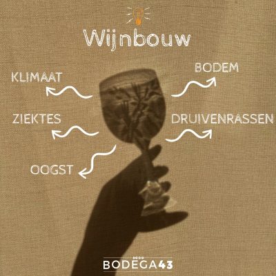 wijnbereiding